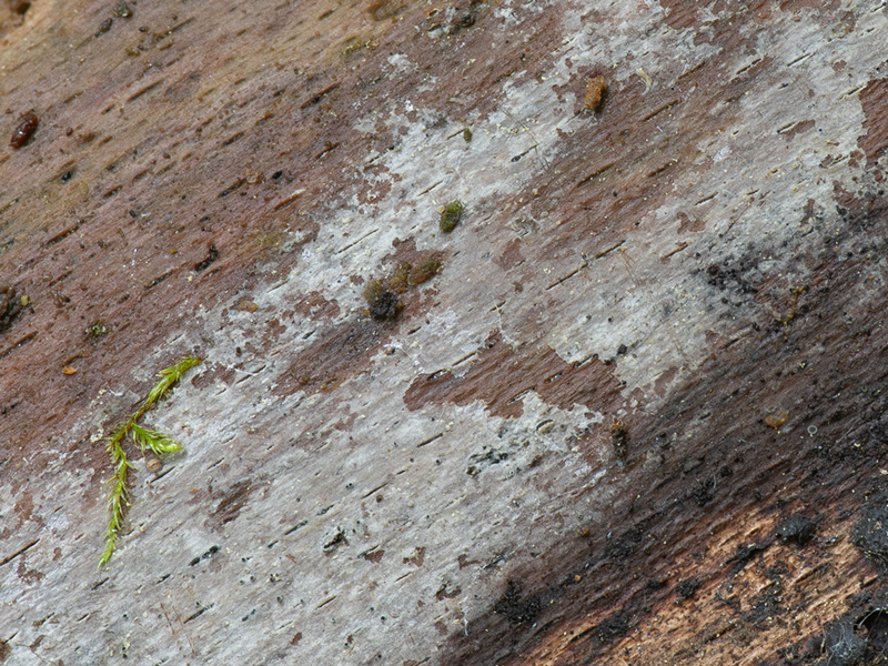 Basidiodendron caesiocinereum Basidiodendron caesiocinereum